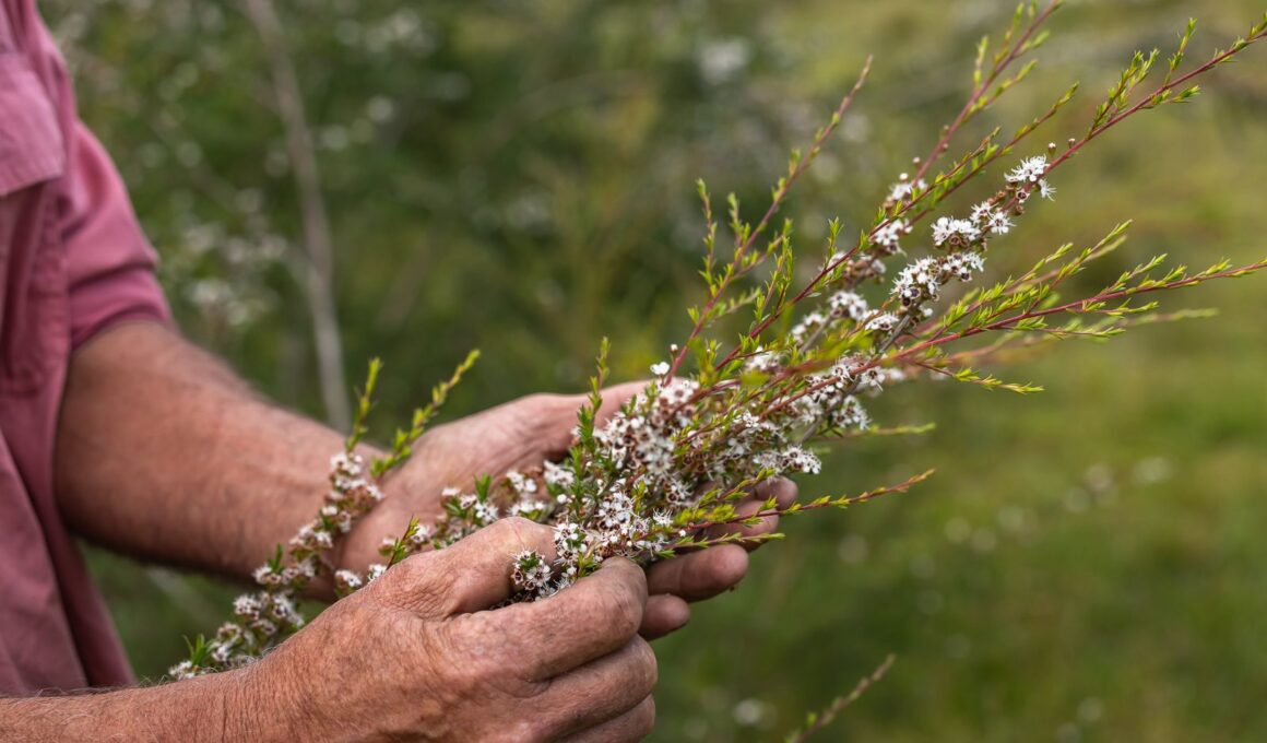 Manos sosteniendo ramas de kānuka en flor, la planta de la que procede el activo KanuFresh