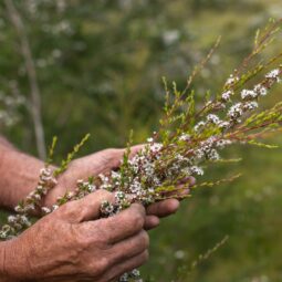 Manos sosteniendo ramas de kānuka en flor, la planta de la que procede el activo KanuFresh