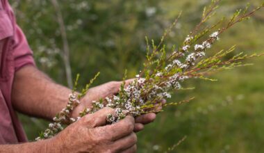 Manos sosteniendo ramas de kānuka en flor, la planta de la que procede el activo KanuFresh