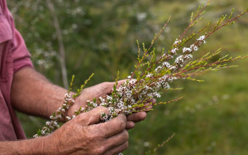 Manos sosteniendo ramas de kānuka en flor, la planta de la que procede el activo KanuFresh