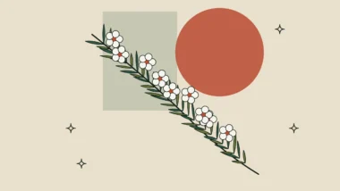 Rama de kānuka con pequeñas flores blancas
