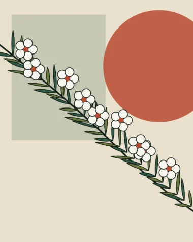 Rama de kānuka con pequeñas flores blancas