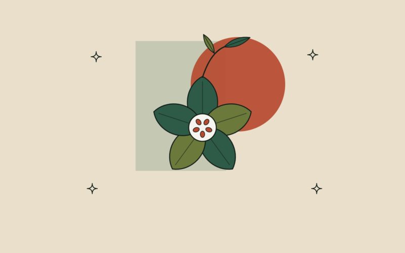 Ilustración de una vaina de sacha inchi en forma de estrella.